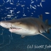 shark_tiger_sand_spar_h_0093_nca0100.jpg